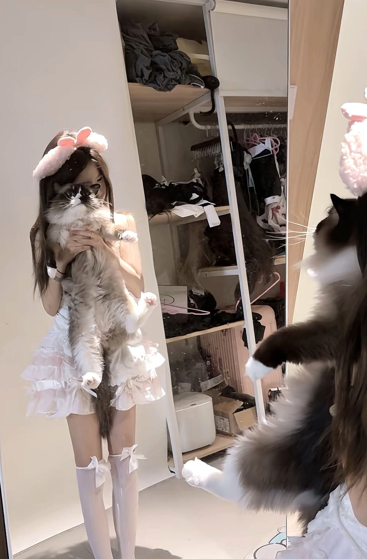 羊
