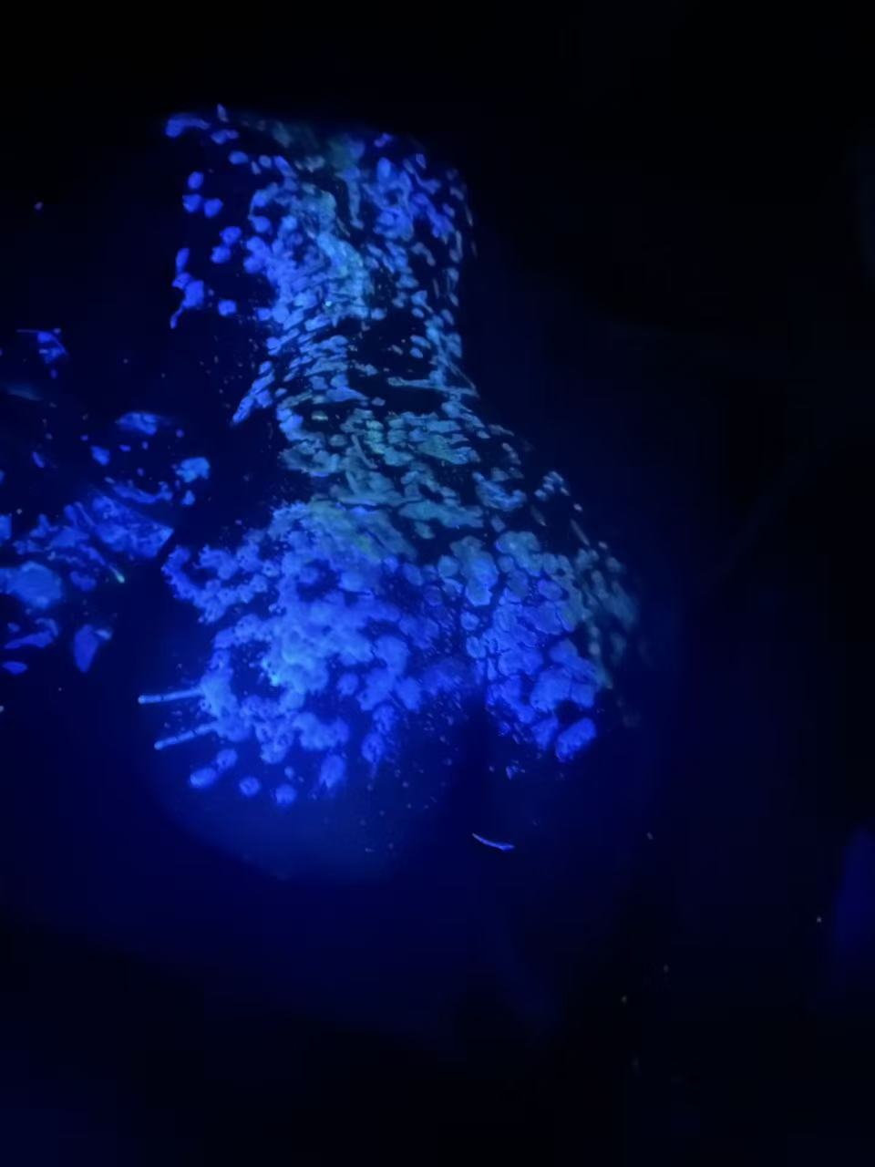 鼠鼠